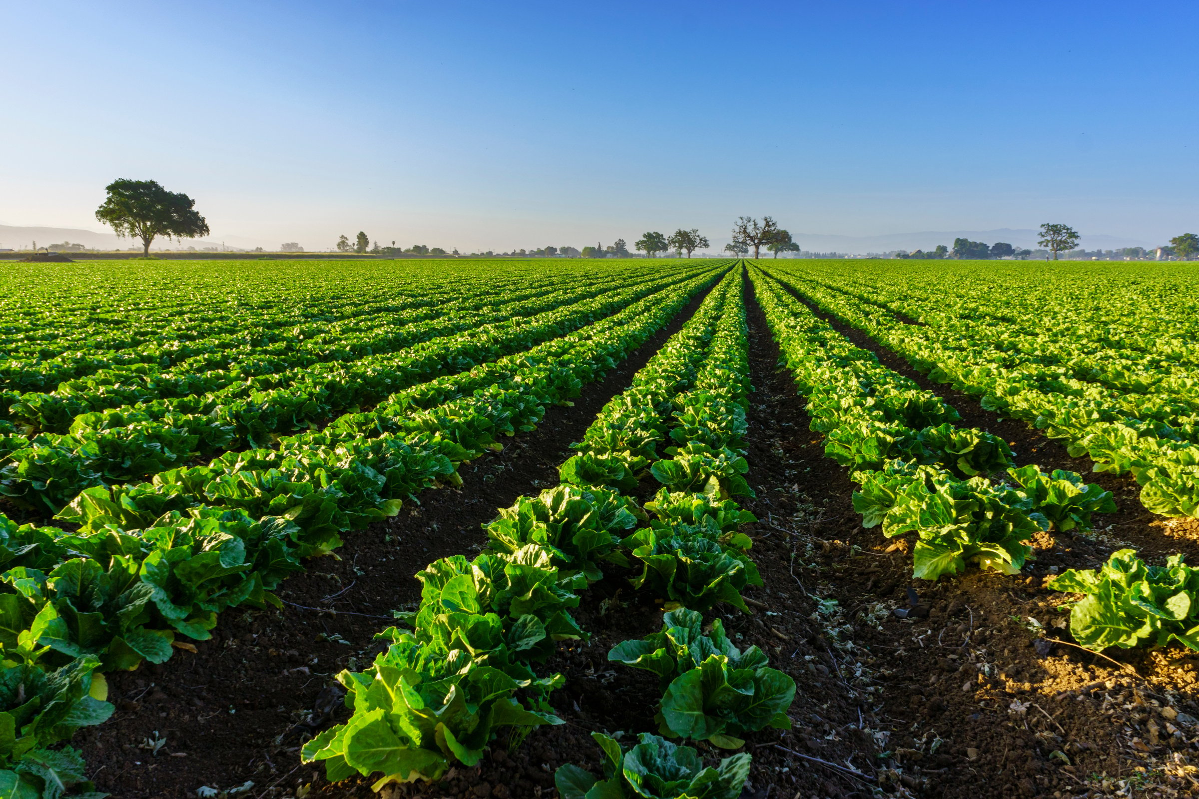 Californian farm